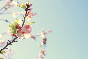 background of spring white cherry blossoms tree. selective focus.