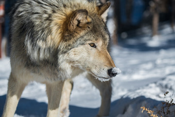 A Timber Wolf in a Snowy Forest during Winter