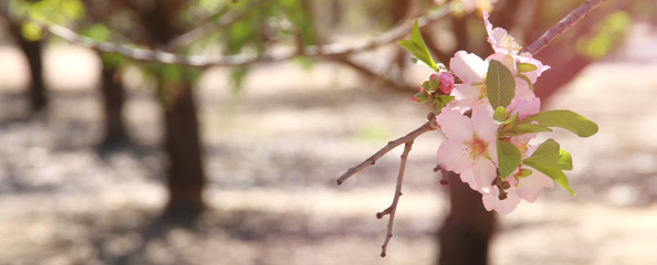 website banner background of of spring white cherry blossoms tree. selective focus.