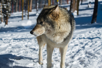 A Timber Wolf in a Snowy Forest during Winter