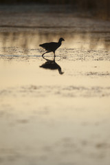 western purple swamphen (Porphyrio porphyrio) at L'Aufacada in the Ebro Delta