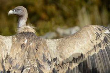 Griffon Vulture sunbathing in the Catalan Pyrenees