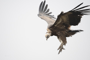 Griffon vulture in flight in the Catalan Pyrenees
