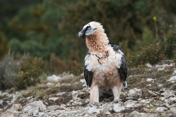 Adult bearded vulture in the Spanish Catalan Pyrenees