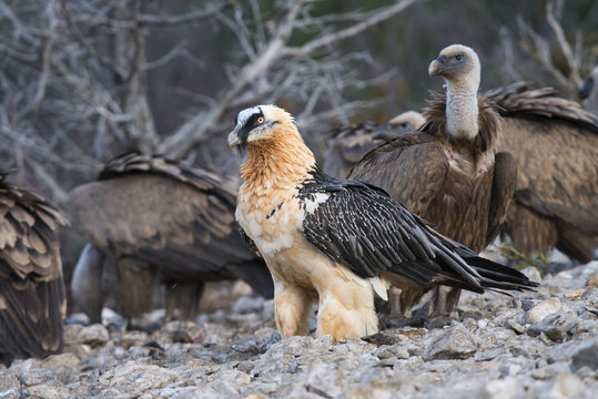 Adult bearded vulture among griffon vultures in the Spanish Catalan Pyrenees
