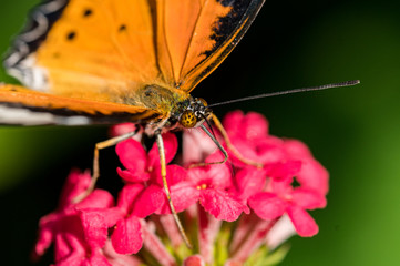 A Pretty Butterfly on a Flower