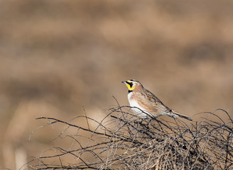 A Horned Lark on a Cold Colorado Morning