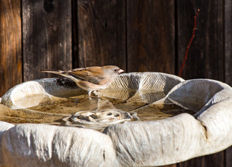A Dark Eyed Junco at Bird Bath