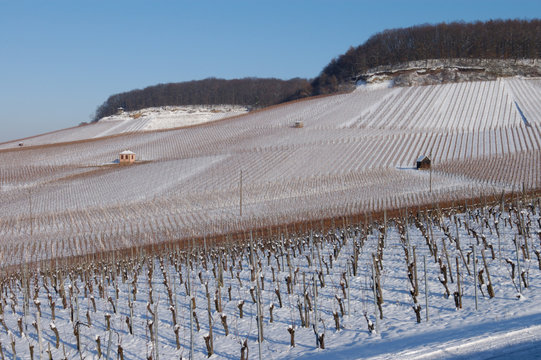 Weinberge am Gaffenberg in Heilbronn mit Schnee