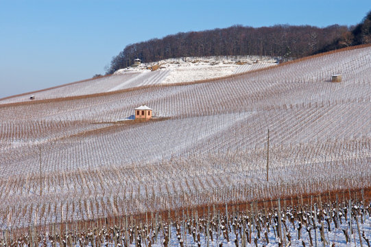 Weinberge am Gaffenberg in Heilbronn mit Schnee