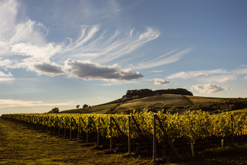 Weinberg in der Toskana 