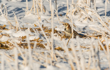 A Lapland Longspur in a Snowy Field
