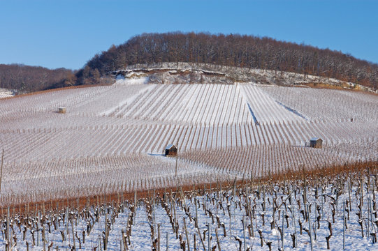 Weinberge am Gaffenberg in Heilbronn mit Schnee