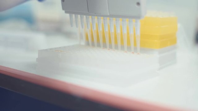 transferring scientific samples with a multichannel micropipette in a laboratory