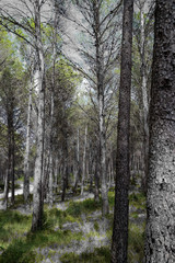 Naklejka premium Forest