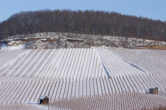 Weinberge am Gaffenberg in Heilbronn mit Schnee