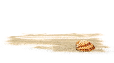 Sea shells in sand pile isolated on white background