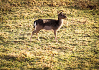 Reh, Rehe auf Wiese 