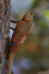 Iguana on a tree in Yala National Park