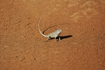 Iguana on the sand in Yala National Park 