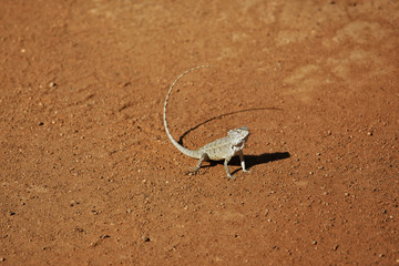 Iguana on the path in Yala National Park 