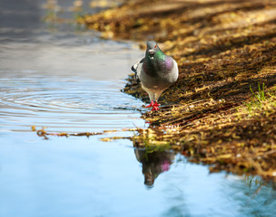 Dove in city spring park by the pond, bird pigeon outdoors