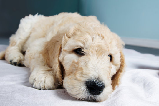 Cute goldendoodle puppy