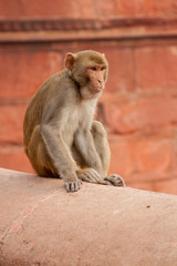 Monkey in India