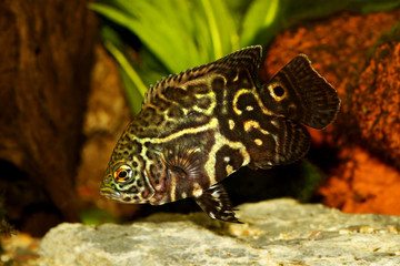 Tiger Oscar Cichlid Astronotus ocellatus aquarium fish
