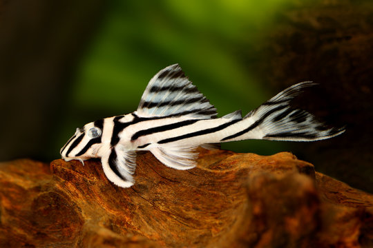 Zebra Pleco L-046 Hypancistrus zebra Plecostomus aquarium fish 