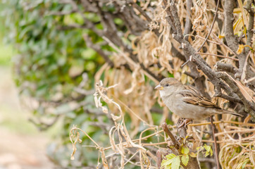Sparrow in a natural surrounded 