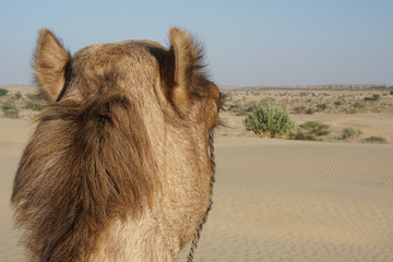 Camel von Hinten