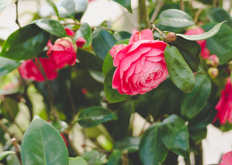 Red camellia with unfocused background.