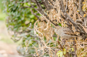 Sparrow in a natural surrounded 