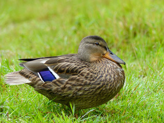Fototapeta premium Well fed duck with stripes on grass
