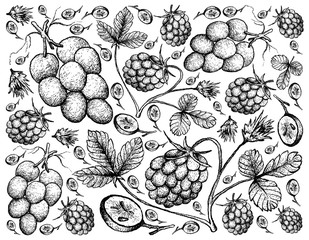 Hand Drawn Background of Arctic Bramble Berries and Red Grapes