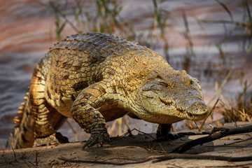 Nile Crocodile - Crocodylus niloticus, large reptile  from Tsavo East National park, Kenya.