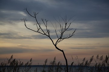  terrapin park tree