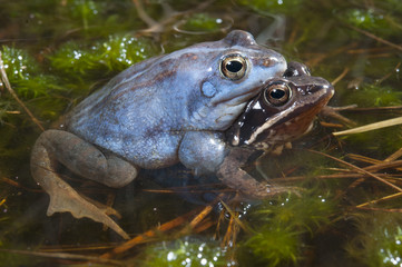 Fototapeta premium Moorfrosch (Rana arvalis) Pärchen - Moor frog 