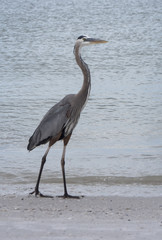blue heron