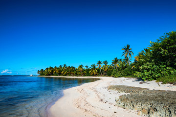 Tropical beach with palm trees and ocean