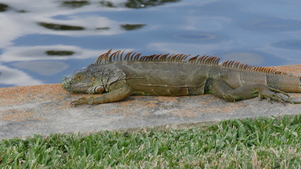 iguana in sun1