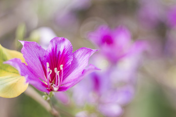 Flores de colores