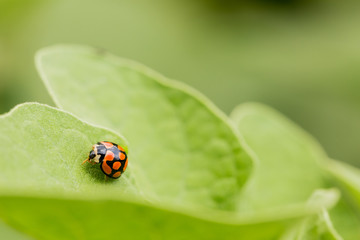 Orange Ladybug close up on a green leaf, Predator insect species for permaculture organic farming