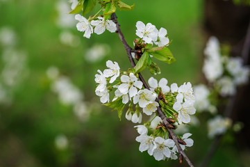 Flowering cherry branch in the spring garden.