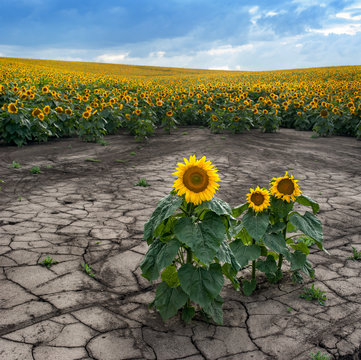 Soil Erosion Of The Sunflower Field