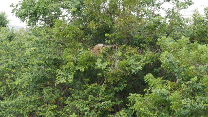 Fototapeta premium iguanas in mangrove