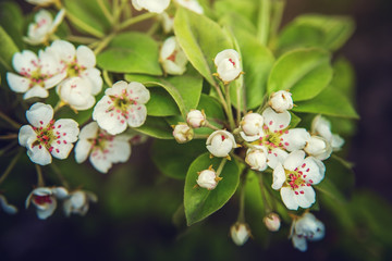 Flowers on a pear branch in the spring garden.