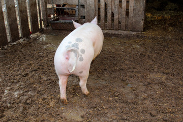 Schwein, Schweine in artgerechter Haltung 