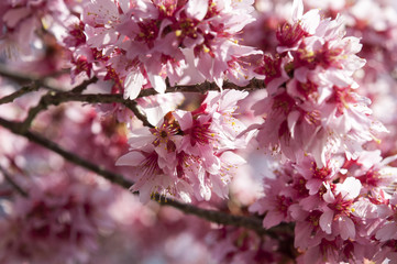 Cherry Blossoms Full Screen